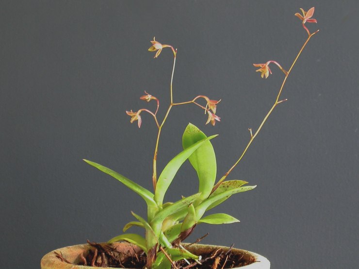 Epidendrum