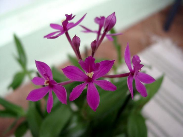 محتوى Epidendrum