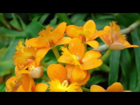 Epidendrum الأوركيد. Epidendrum radicans. رعاية الأوركيد. سقي ، ضوء ، ركيزة الأوركيد.