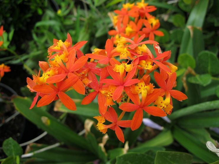 تجذير Epidendrum