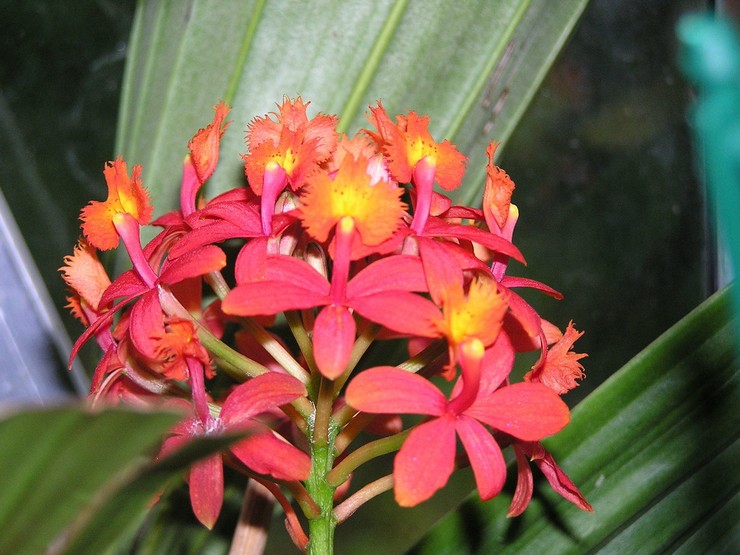 Epidendrum الصليبي أو ibaguy