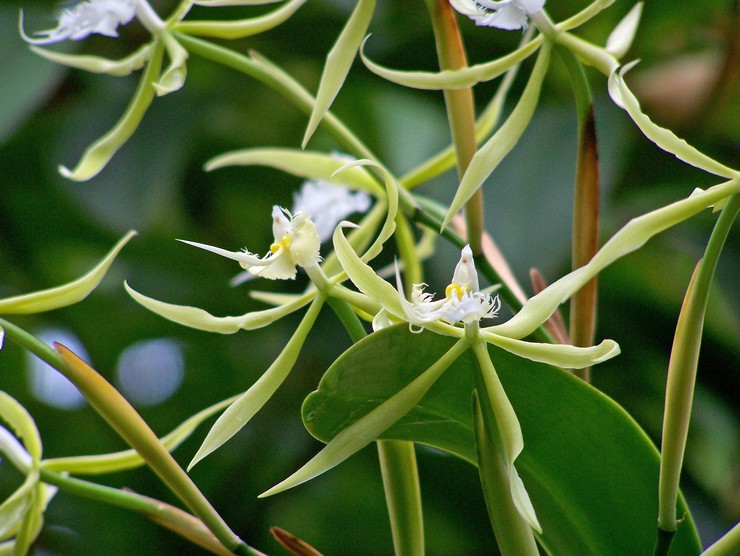 هدب Epidendrum