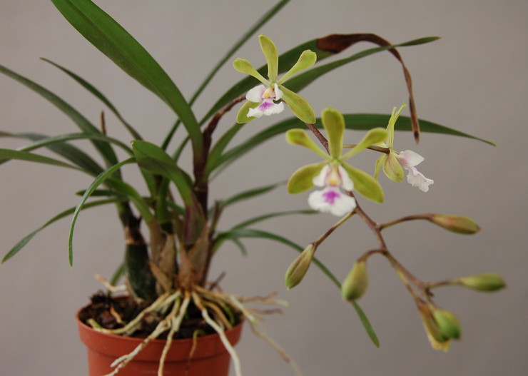 Epidendrum الأوركيد