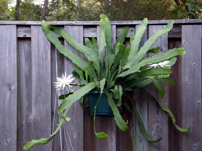 الأنواع الرئيسية من epiphyllum