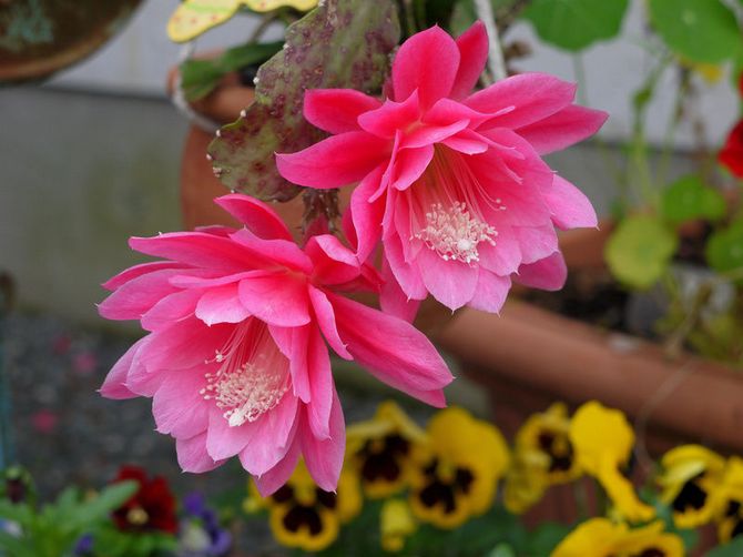 Epiphyllum. الرعاية المنزلية والزراعة. وصف وأنواع وصور الصبار