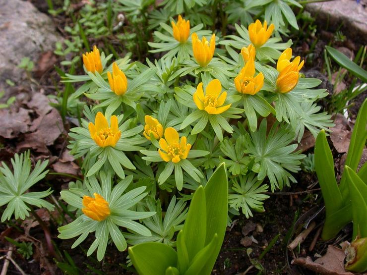 Erantis (الربيع): زراعة ورعاية في الحقول المفتوحة ، وتنمو من البذور