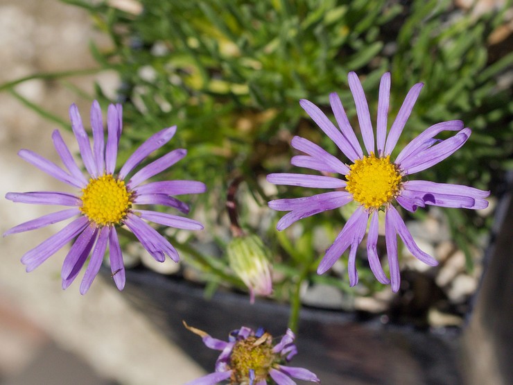 Kasvava erigeron siemenistä