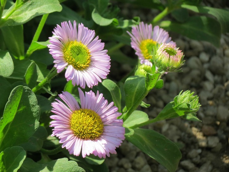 Pasning af Erigeron i haven