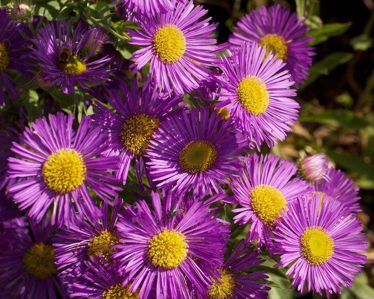 Τύποι και ποικιλίες erigeron