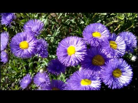 ΔΙΑΚΟΣΜΗΤΙΚΟΣ ΣΤΟΛΟΣ ή ERIGERON