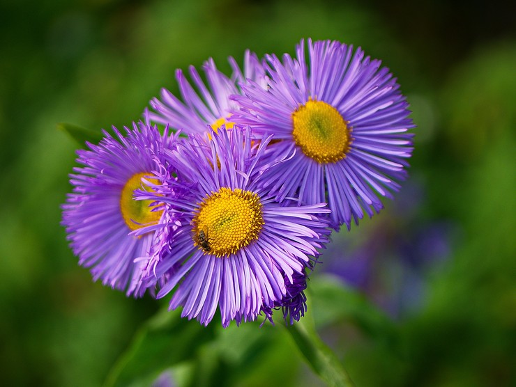 Erigeron (malý okvetný lístok): výsadba a starostlivosť na otvorenom poli, fotografie a pohľady