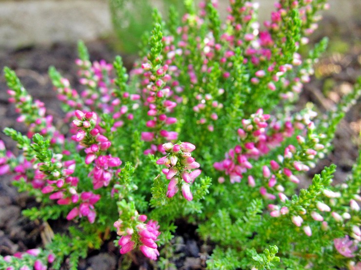 Plantning og pleje af Erica udendørs