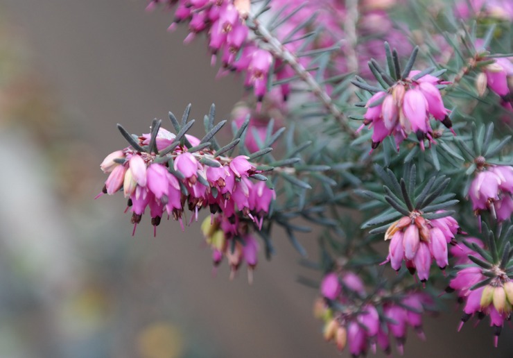 Erica - plantning og pleje udendørs. Dyrkning af Erica fra frø, formeringsmetoder. Beskrivelse. Foto