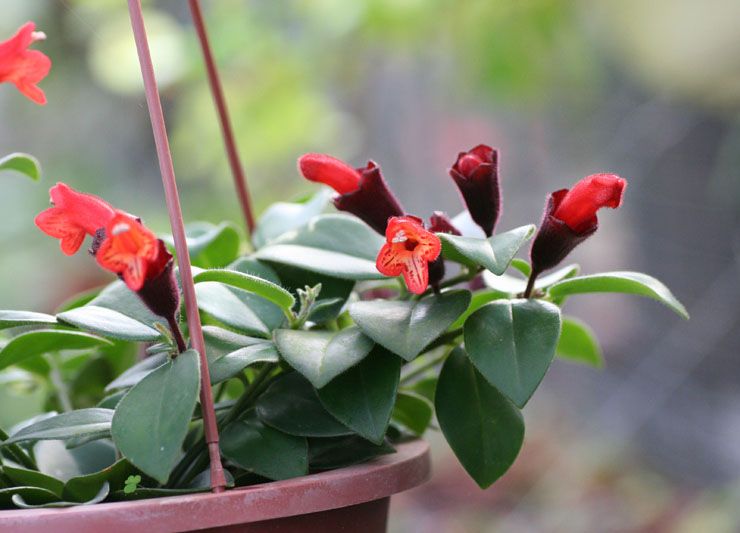 Aeschinanthus den smukke