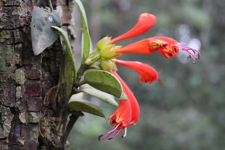 Beskrivelse af eschinanthus