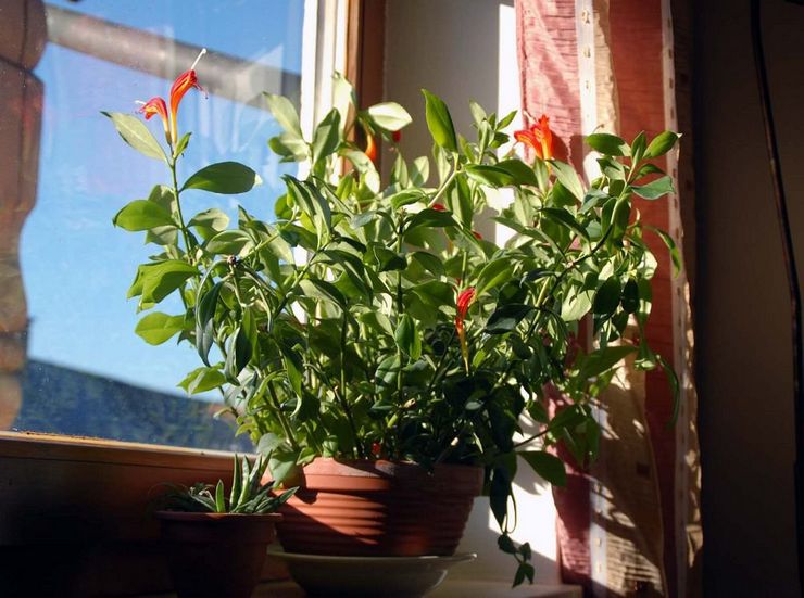 Aeschinanthus blomst