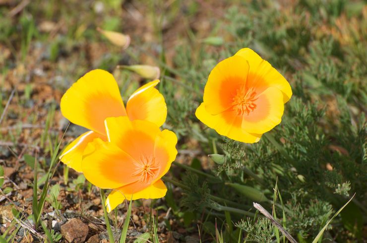 Escholzia skadedyr og sygdomme