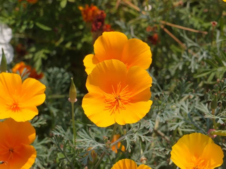 Eschsholzia Californien