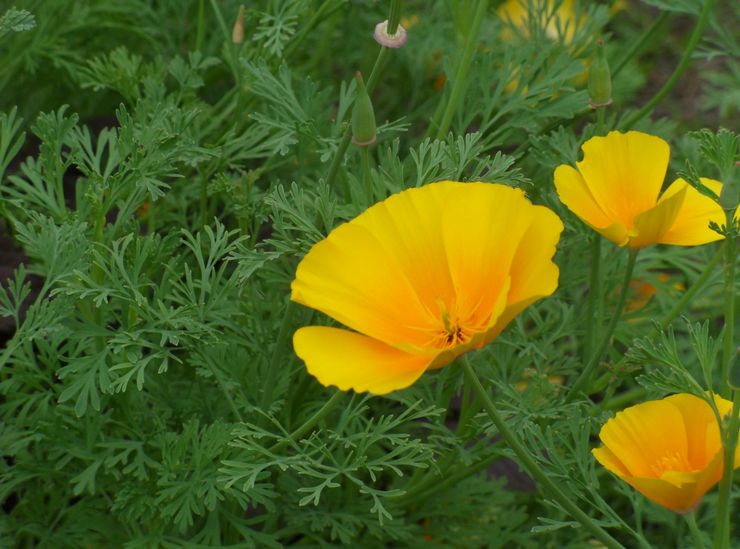 Escholzia ejendomme