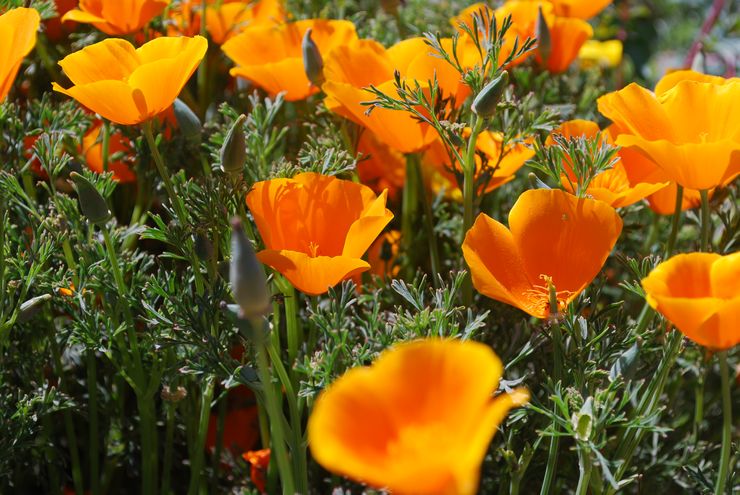 Beskrivelse af escholzia