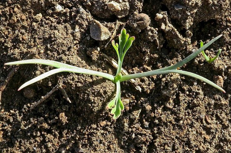 Plantning af escholzia i åbent terræn