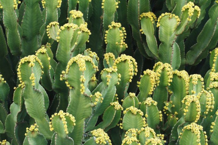 Euphorbia ρητινώδες