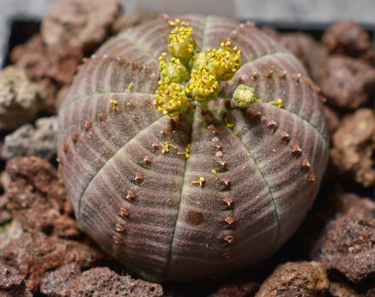 Euphorbia overvægtig