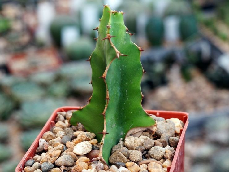 Storhornet spurge