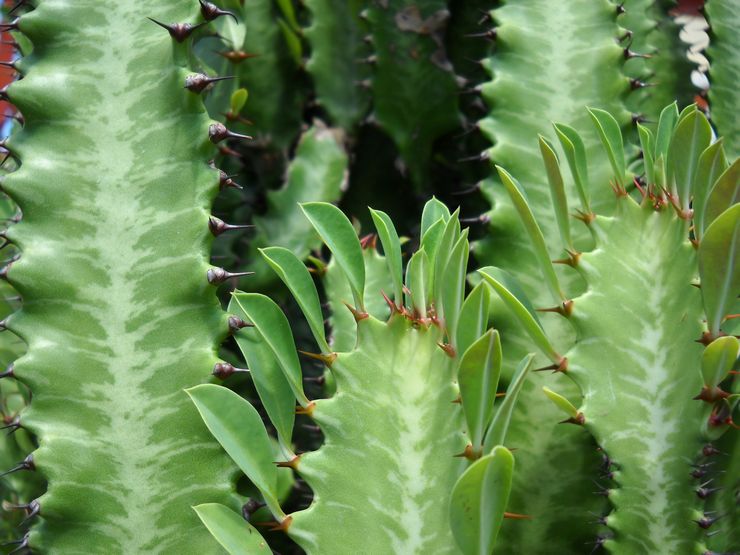 Euphorbia τριγωνικό