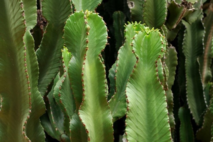 Egenskaber ved euphorbia