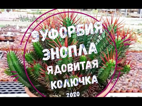 Euphorbia Enopla - Cute Poison Spike