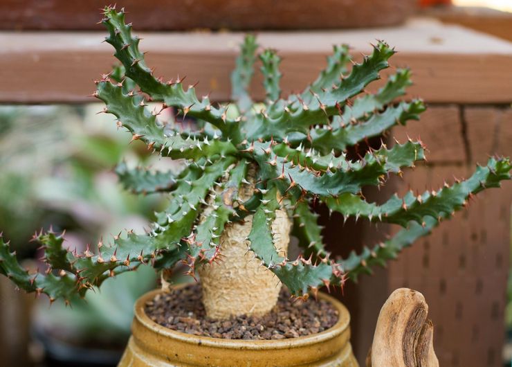 Euphorbia plante