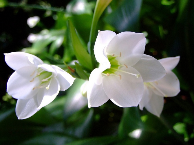 Eucharis: dyrkning og pleje derhjemme