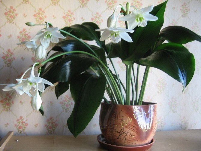 الزنبق الأمازوني أو الزنبق الأمازوني ، كما يطلق عليه أيضًا ، هو نبات منزلي مزهر جميل