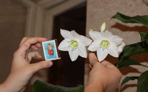 Smukke blomster, der blomstrer to gange om året