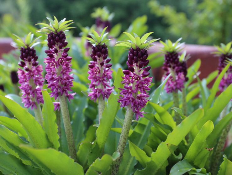 Eukomis: plantning og pleje i det åbne felt, dyrkning, fotos og arter