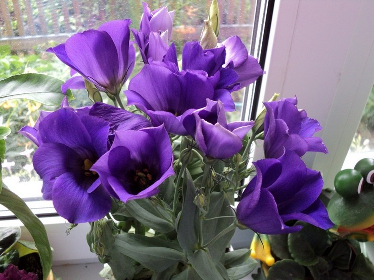 Eustoma derhjemme