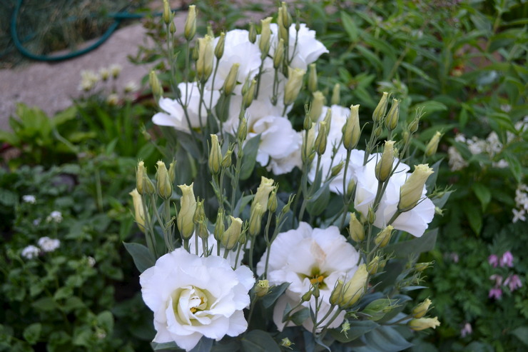 Sådan dyrkes eustoma i haven