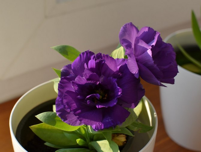 Eustoma pleje derhjemme