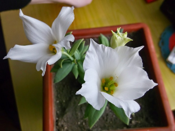 Under aktiv vækst har eustoma brug for regelmæssig påføring af kompleks gødning til jorden.