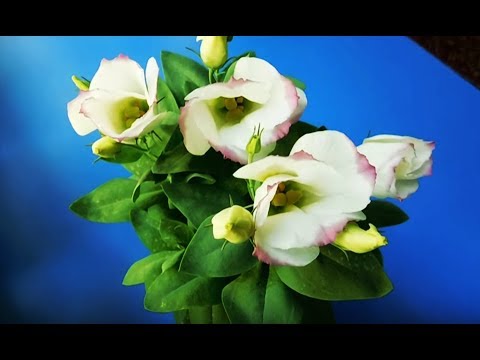 �� زراعة ورعاية Eustoma في المنزل! نشأ من البذور. ��