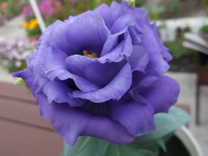 Eustoma eller lisianthus - hjemmepleje. Eustoma dyrkning, transplantation og reproduktion. Beskrivelse, typer. Foto