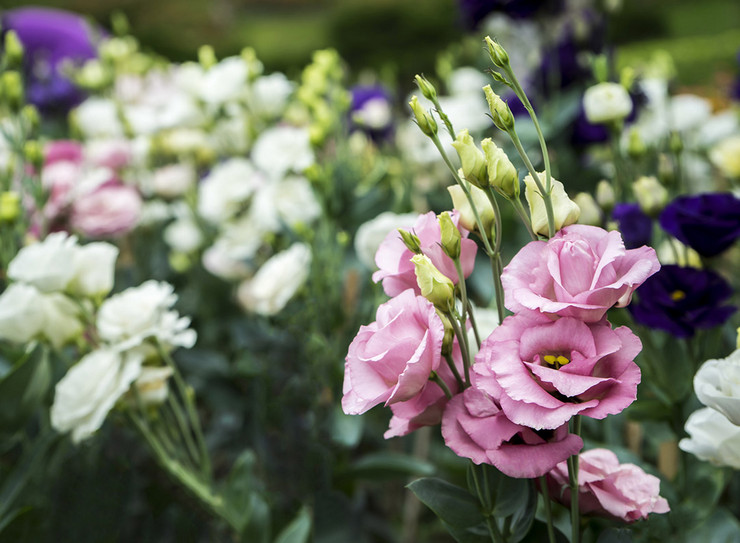 Eustoma - plantning og pleje i det åbne felt. Dyrkning af eustoma fra frø, formeringsmetoder. Beskrivelse, typer. Foto