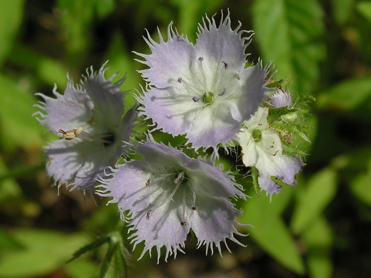 Phacelia purshii