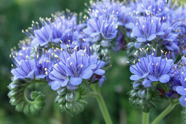 Phacelia snoet (Phacelia congesta)