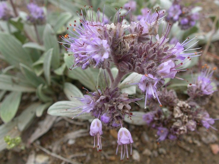 رمح Phacelia (Phacelia hastata)