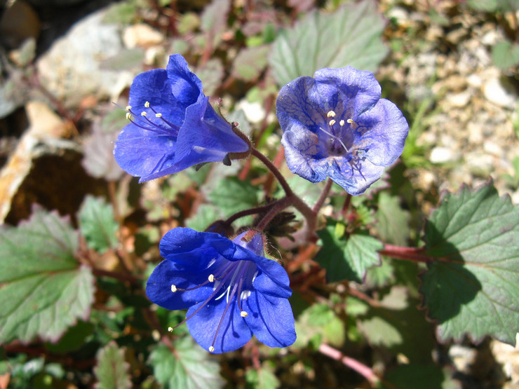 Phacelia pleje