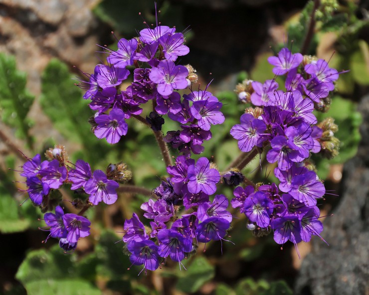 Typer og sorter af phacelia