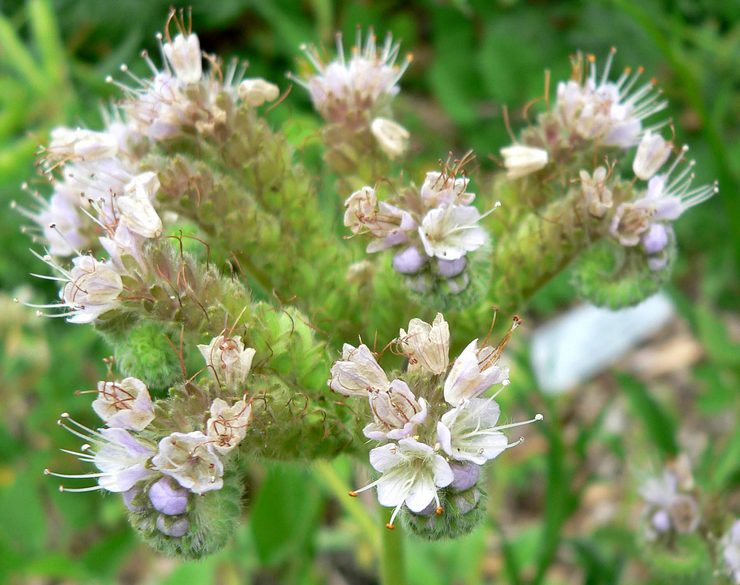 Phacelia sølvfarvet (Phacelia argentea)