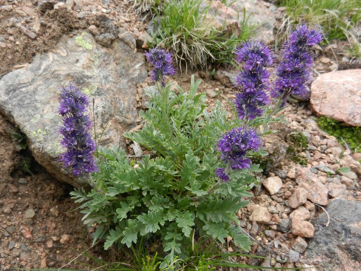 Phacelia silky (Phacelia sericea)